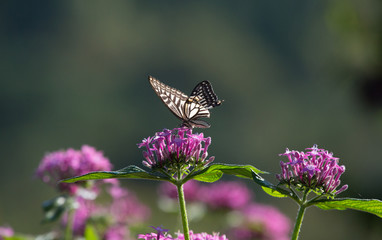 꽃밭에서 춤울 추눈 호랑나비