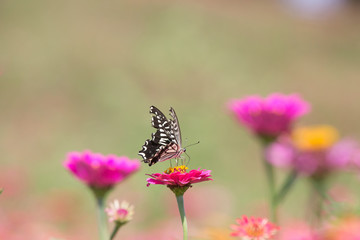 꽃밭에서 춤울 추눈 호랑나비