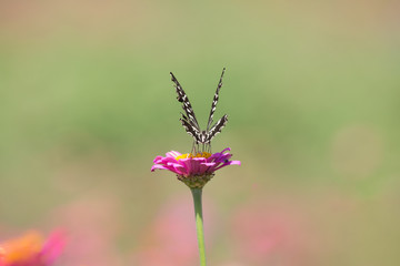 꽃밭에서 춤울 추눈 호랑나비