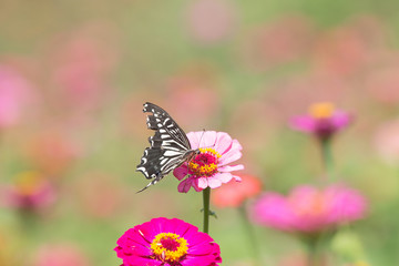Plakat 꽃밭에서 춤울 추눈 호랑나비