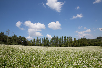 학원농원 메밀꽃