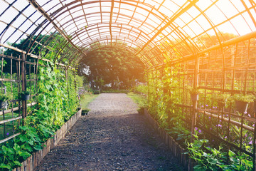 bamboo scaffolding ivy roof