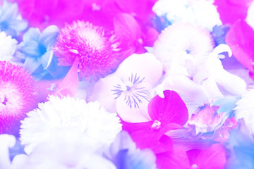 Beautiful flowers, closeup. Floral background.