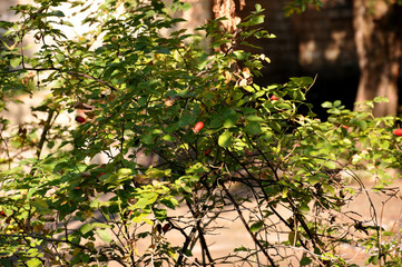 Fototapeta na wymiar Green bush of red sweetbrier in the garden