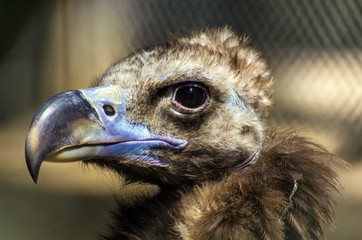 vulture