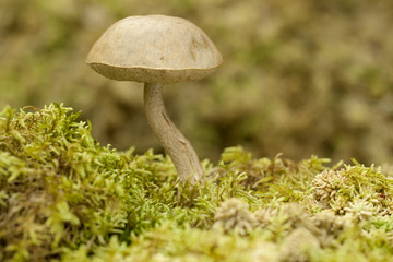 Leccinum holopus