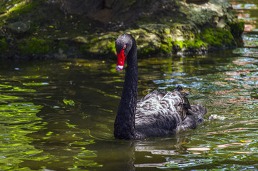 Obraz premium Black swan