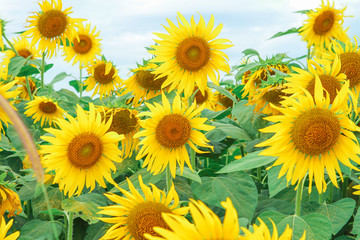 Sunflowers in the field