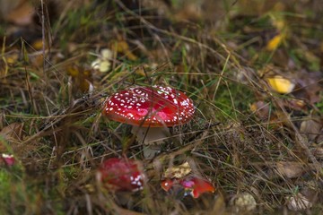 red toadstool in the woods