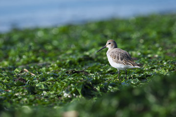 ハマシギ(Dunlin)