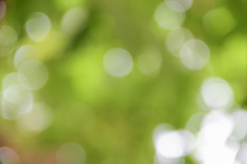Obraz premium Bokeh naturalny kolor tła, kolorowe liście drzewa