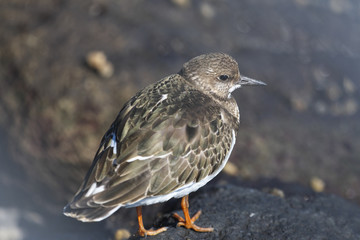 キョウジョシギ幼鳥