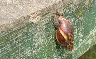 Snail on the wall
