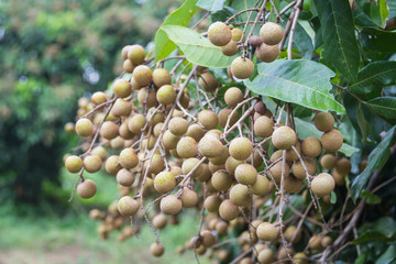 Longan fruit on the tree in the garden, Thailand .