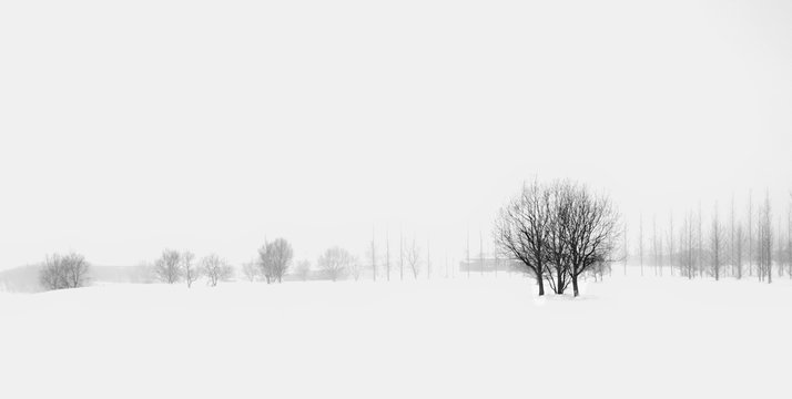 Trees in the winter snow in Iceland