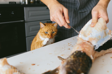 Male cook in the kitchen cut the pike. Red Cat pulls a paw to the fish.