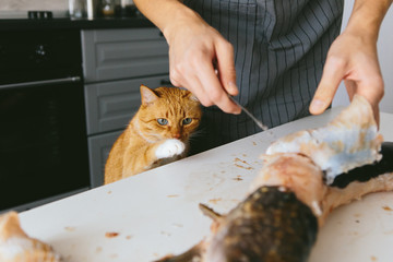 Male cook in the kitchen cut the pike. Red Cat pulls a paw to the fish.