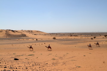 Karawane in der Sahara vom Sudan bei Meroe 
