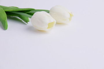 White tulip.