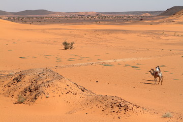 Karawane in der Sahara vom Sudan bei Meroe 