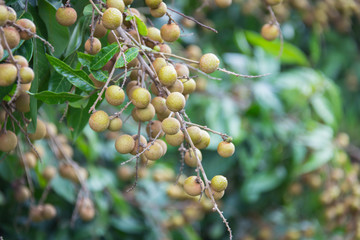 Longan fruit on the tree in the garden, Thailand .