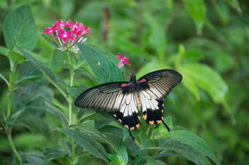 papillon butinant une jolie fleur rose