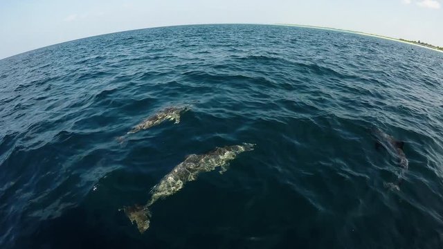 Adorable dolphins swimming fast but harmoniously in the Indian Ocean, in Raa Atol, Maldives. 