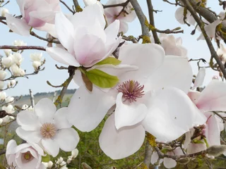 Papier Peint photo Magnolia Magnolie - Magnolia x soulangeana - in voller blüte