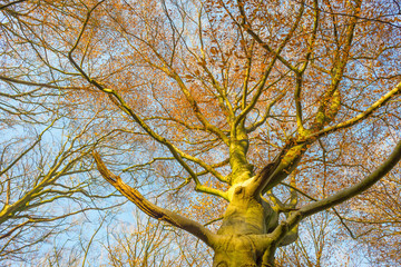 Canopy of a beech in sunlight at fall
