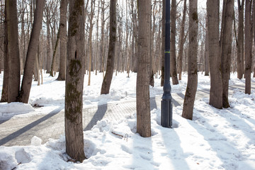 Breeding habitat of the Blue tit