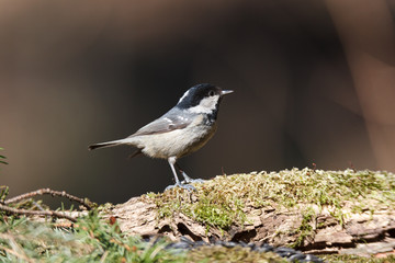 Coal Tit (Parus ater)