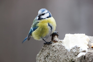 Blue tit (Parus caeruleus)