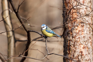 Fototapeta premium Blue tit (Parus caeruleus)