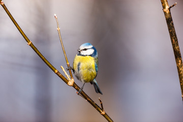 Blue tit (Parus caeruleus)