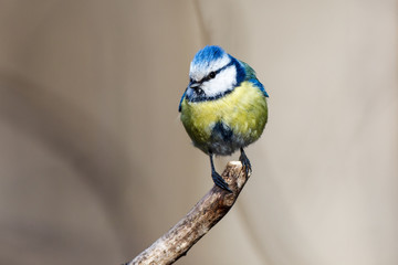 Blue tit (Parus caeruleus)