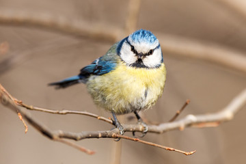 Blue tit (Parus caeruleus)