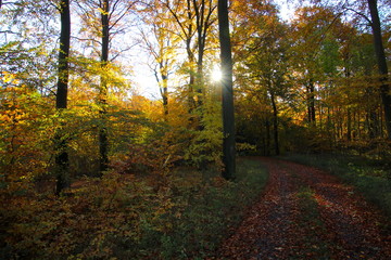 Naklejka premium The sun playing hide and seek in the forest