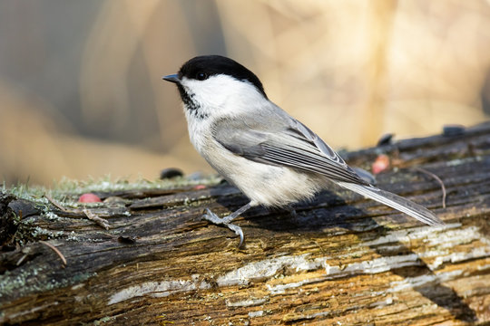 Willow Tit (Parus Montanus, Parus Atricapillus).