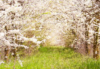 Trees in White blossom