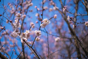 Beautiful flowering Japanese cherry - Sakura. Background with fl