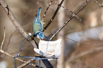 Blue tit (Parus caeruleus)