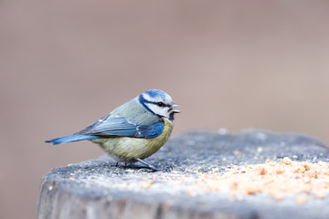 Blue tit (Parus caeruleus)