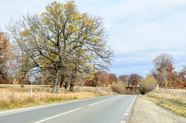 Colored trees in autumn time, near highway, yellow orange leaves