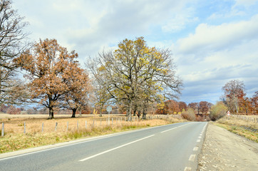 Colored trees in autumn time, near highway, yellow orange leaves