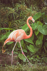 American Flamingo. The American flamingo (Phoenicopterus ruber) - obrazy, fototapety, plakaty