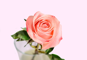 Pink orange rose flower, pattern petals, close up