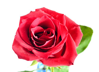 Dark red rose flower, pattern petals, close up