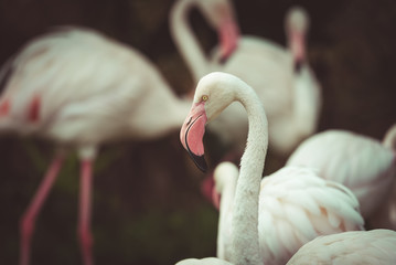 Close up of pink flamingo in zoo , vintage