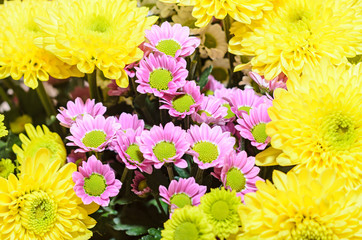 Mauve and yellow Chrysanthemums bouquet flowers, floral arrangement © Negoi Cristian