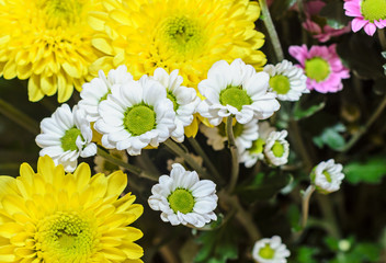 Yellow, white and mauve Chrysanthemums bouquet flowers, floral arrangement. © Negoi Cristian